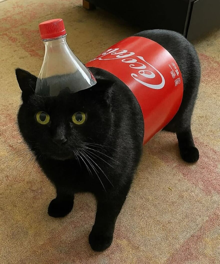 Black cat wearing a Coca-Cola bottle and label, one of the adorably funny photos showing life is never boring with cats.