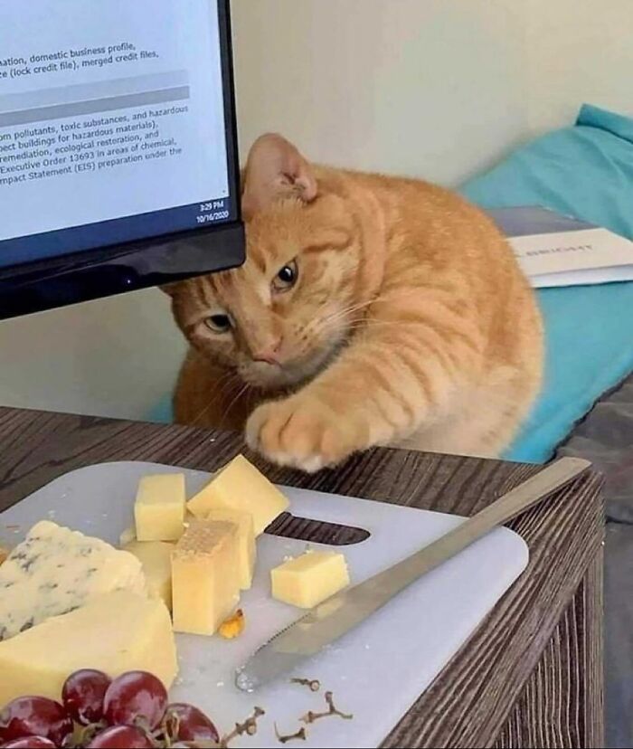 Gato naranja mostrando comportamiento caótico mientras intenta alcanzar trozos de queso sobre una mesa.