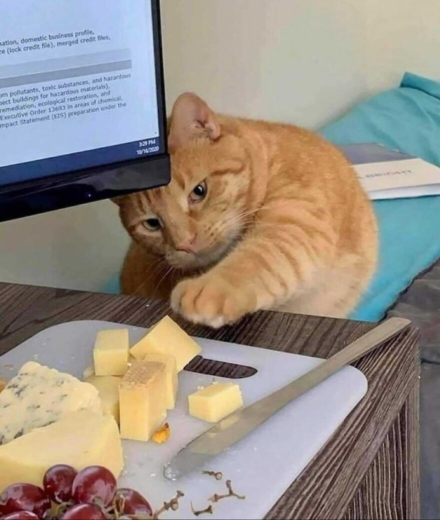 Orange cat reaching for cheese on a cutting board, showing adorably funny moments that prove life is never boring with cats.