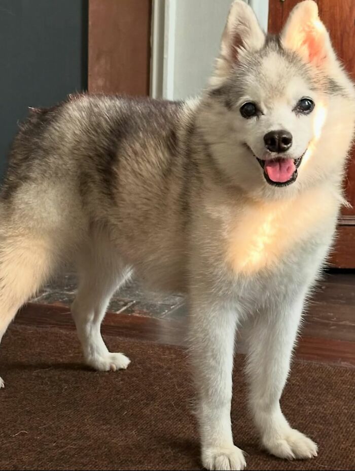 Hand holding a realistic wool felt pet dog sculpture on a round wool felt base, showing detailed craftwork.