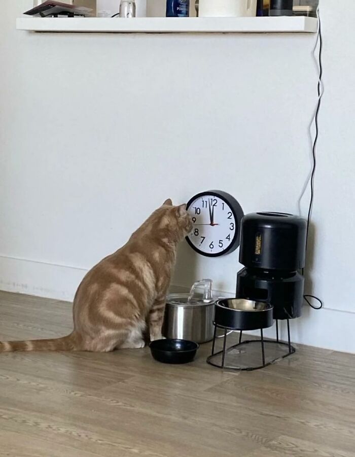 Gato caótico mirando un reloj en la pared junto a comederos y un dispensador automático de comida.