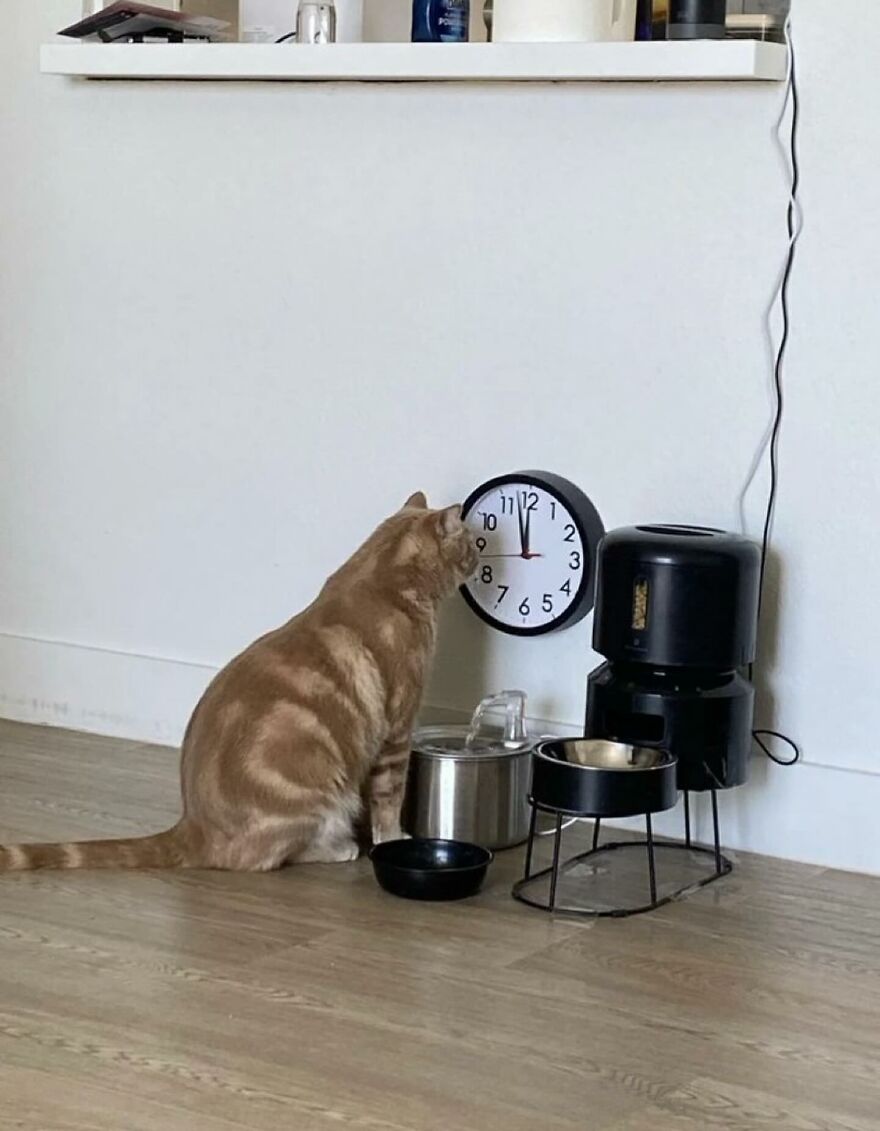 Cat sitting on the floor curiously looking at a wall clock near feeding bowls and an automatic feeder indoors.
