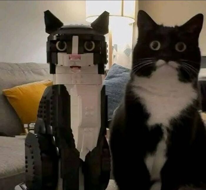 50 Chaotic Cats Being Cats And Nothing Else