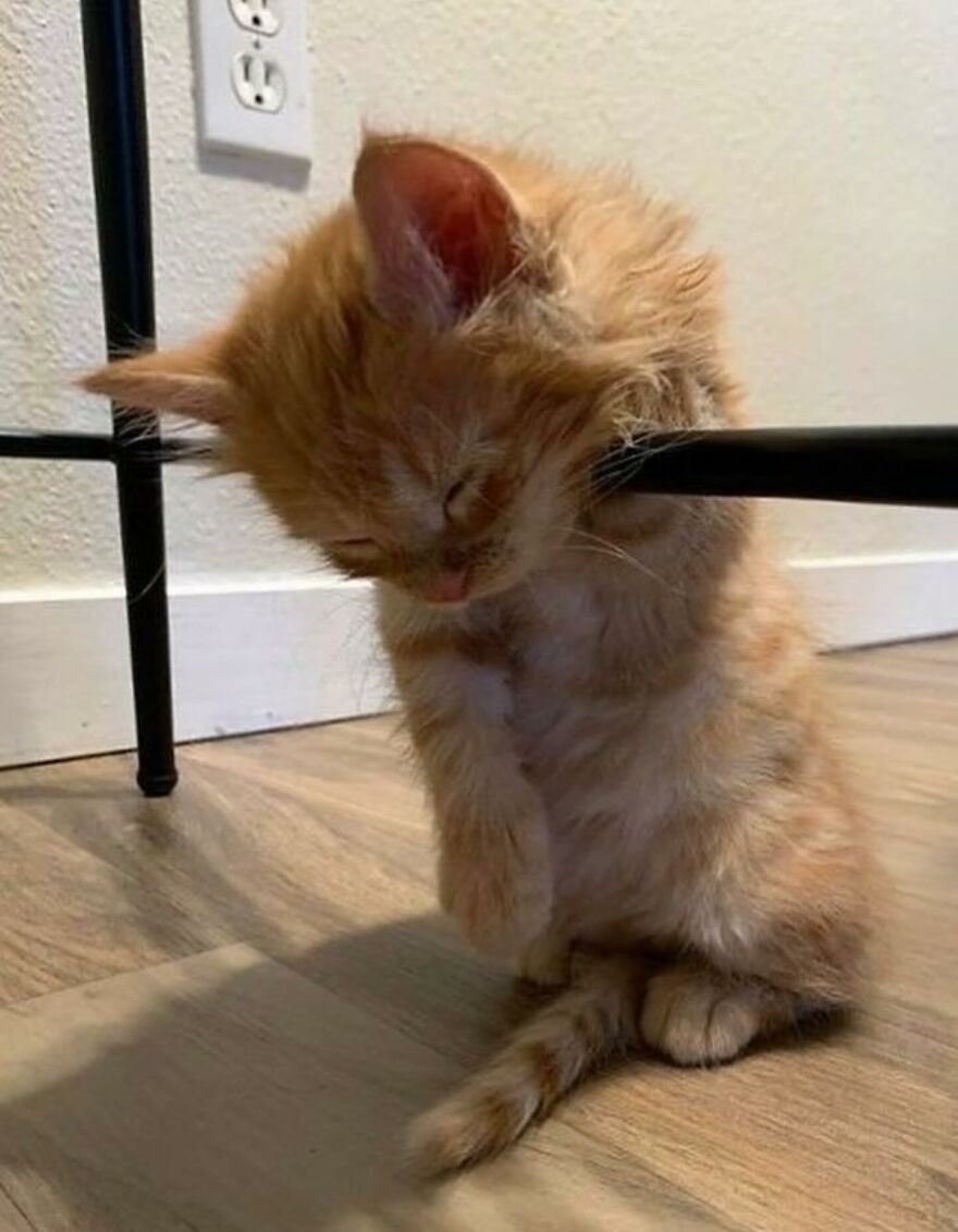 Orange kitten humorously stuck on furniture, showcasing adorably funny moments that prove life is never boring with cats.