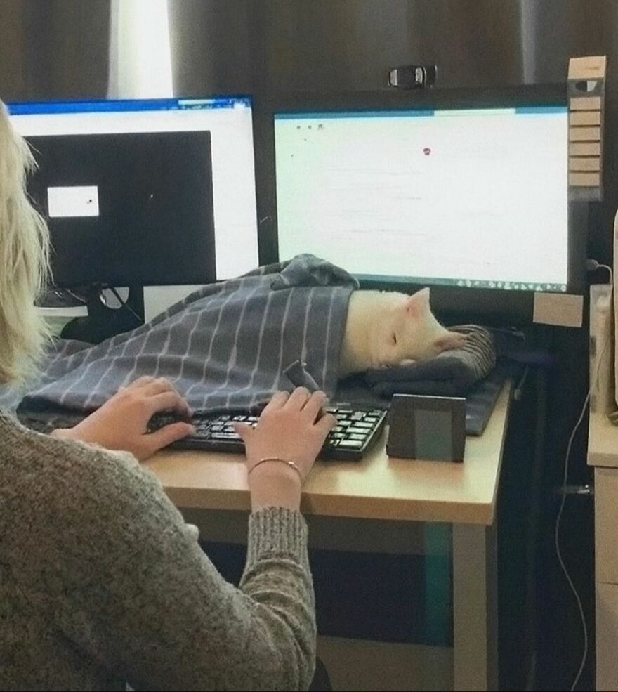 Person working at a computer with a cat wrapped in a blanket sleeping on the desk, showing life is never boring with cats.