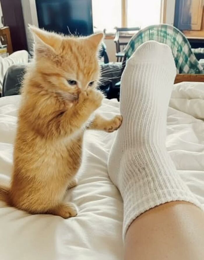 Gatito caótico naranja sentado en cama tocando un pie con calcetín blanco en un ambiente hogareño.