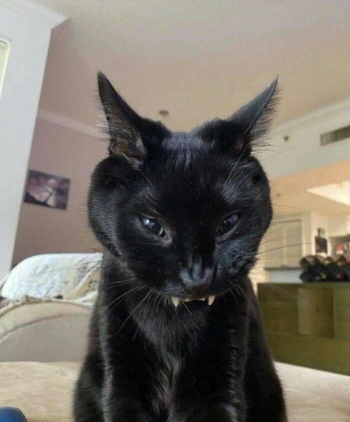 50 Chaotic Cats Being Cats And Nothing Else