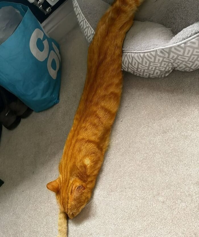 50 Chaotic Cats Being Cats And Nothing Else