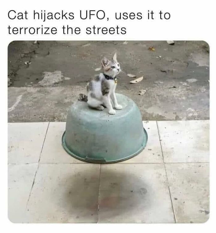 Cat sitting on upside-down bucket resembling UFO, featured in cute cat memes about cats causing mischief outdoors.