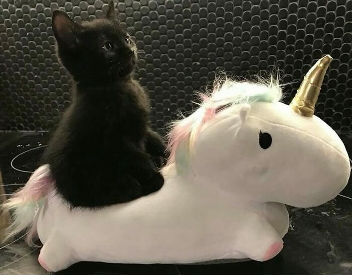50 Chaotic Cats Being Cats And Nothing Else