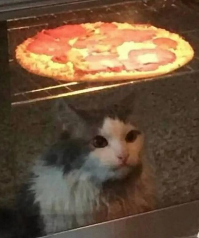 50 Chaotic Cats Being Cats And Nothing Else