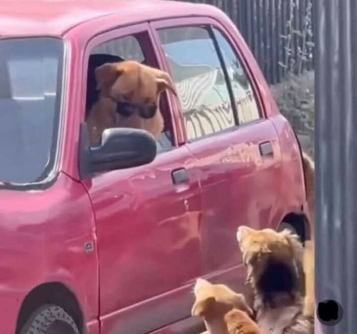 Perro usando gafas de sol dentro de un coche rojo mientras otros perros lo miran divertido momentos hilarantes de perros.