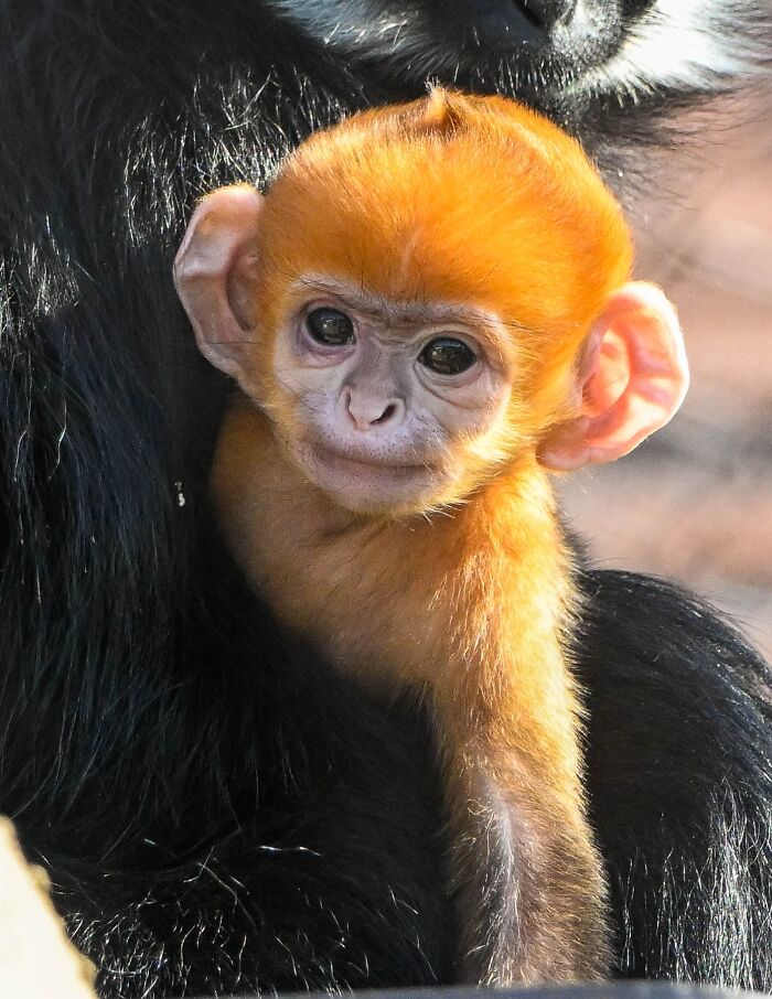 Baby monkey with bright orange fur close-up at OKC Zoo, showing its delicate features and curious expression.