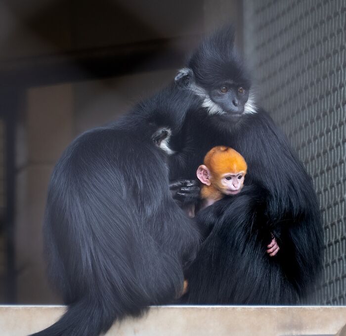 Baby monkey with orange fur held by adult monkeys at OKC Zoo, showcasing a rare and cute primate moment.