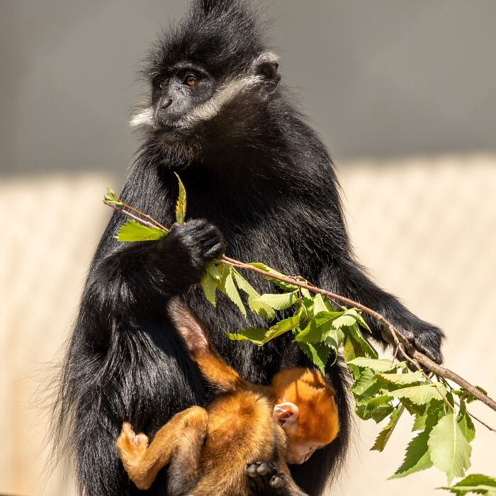 Baby monkey with orange fur clings to adult black-furred monkey, holding green leafy branch at zoo enclosure.