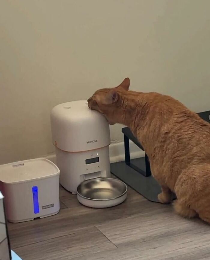 Gato naranja curioso interactuando con dispensador automático de comida en cocina, mostrando comportamiento típico de gatos caóticos.