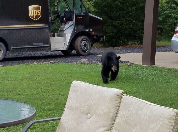 UPS driver delivering package while black bear approaches yard, showcasing memorable pet encounters during routes