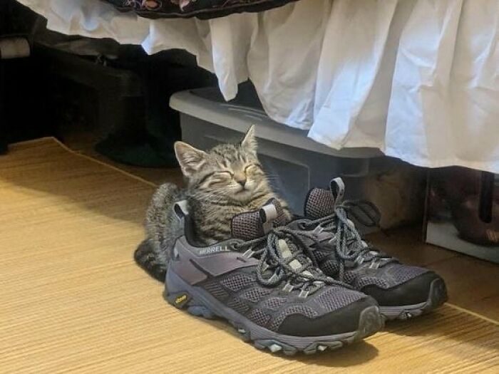 Tabby cat with a serene expression resting comfortably inside a pair of black Merrell hiking shoes on a wooden floor.