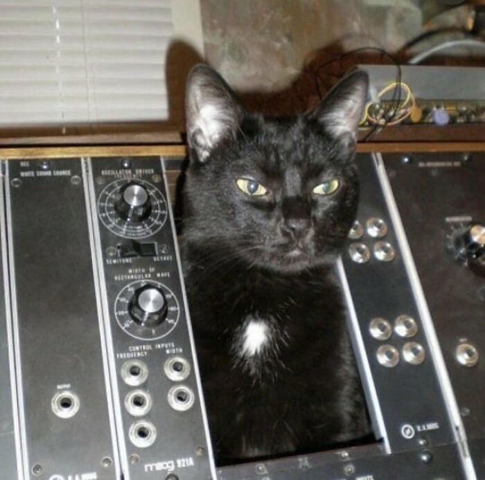 Black cat with a small white patch sitting among vintage electronics showing amazing cat aura vibes.
