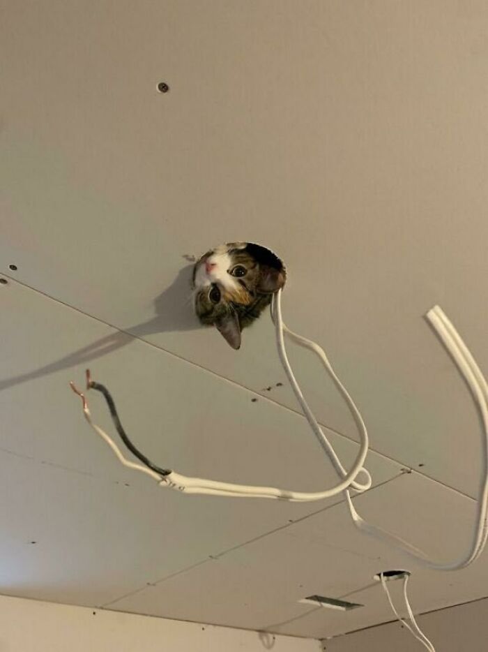 Cat peeking through a hole in the ceiling surrounded by exposed electrical wires in an unfinished room.