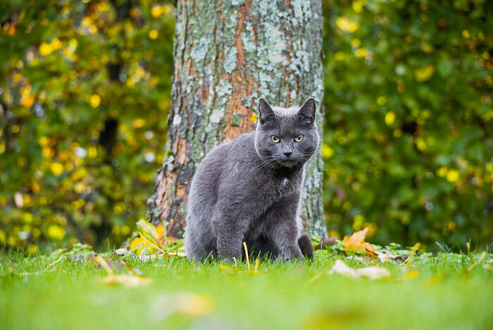 Gray cat standing alert near a tree in a green park, evoking mind-boggling conversations with adults outdoors.
