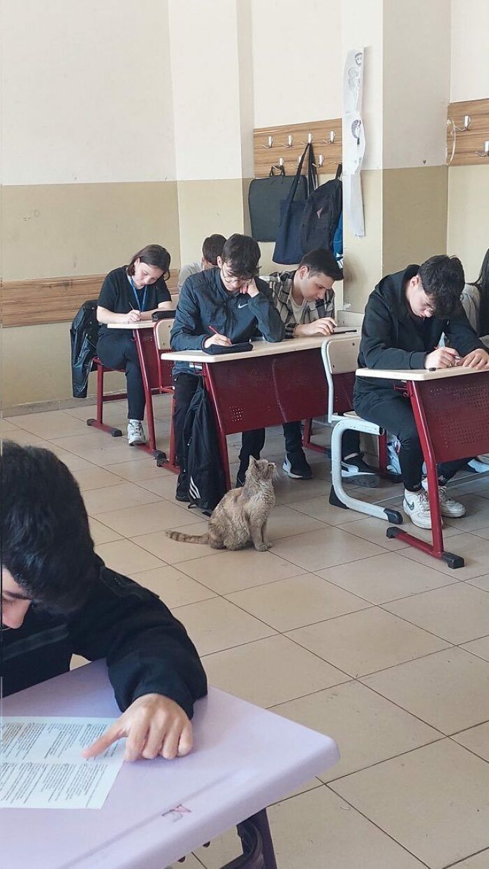 Cat sitting on classroom floor near students working at desks, showing adorable cats in a unique setting.
