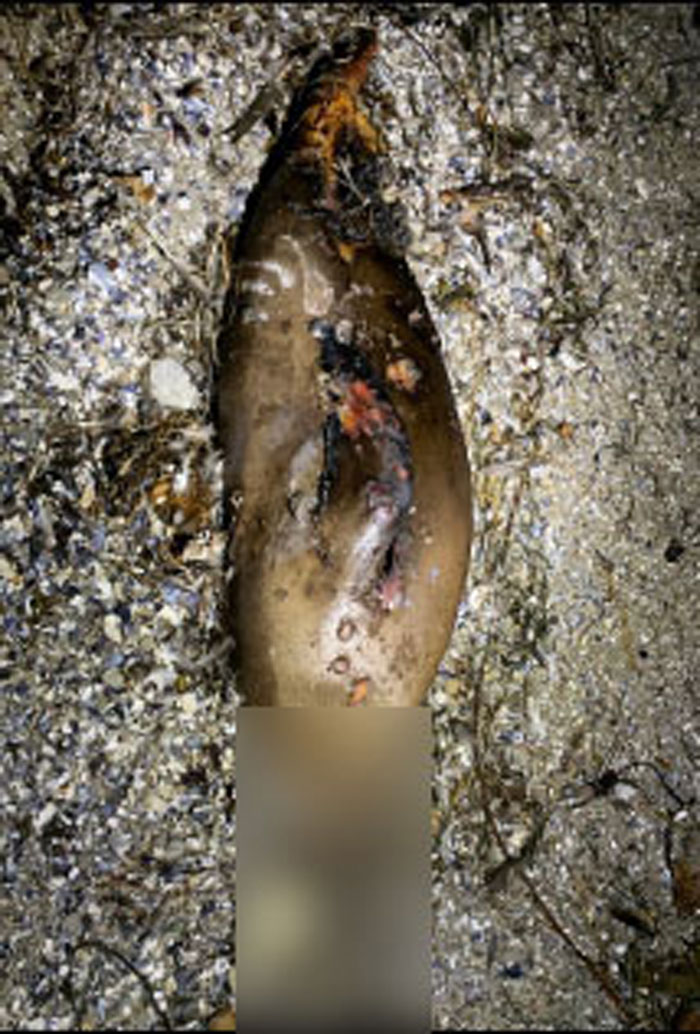 Injured sea lion with severe wounds lying on a sandy beach, related to $20K reward after horrific act in California.