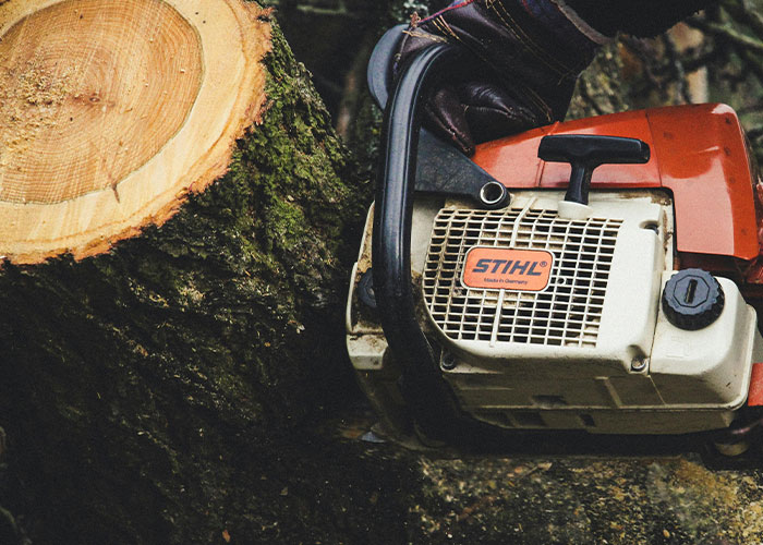 Close-up of chainsaw cutting white oak tree trunk, illustrating neighbor cutting down trees without permission and legal consequences.