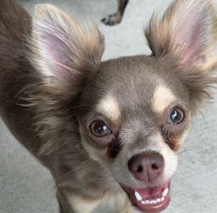 Close-up of an adorable pet Chihuahua with big ears smiling directly at the camera, showcasing a cute moment for UPS drivers.