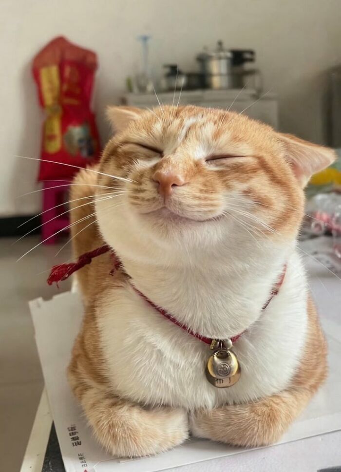 Smiling orange and white cat with immaculate aura, wearing a collar and bell, sitting contentedly on a table indoors.