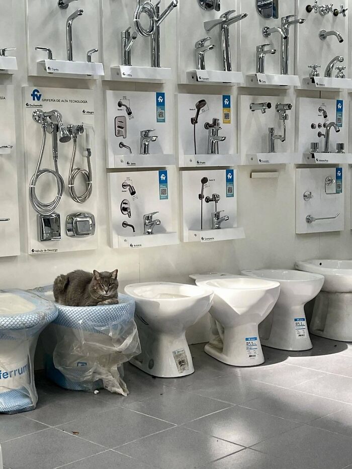 Cat resting on wrapped toilet in a showroom with bathroom fixtures, showcasing adorable cats in unique workspaces.