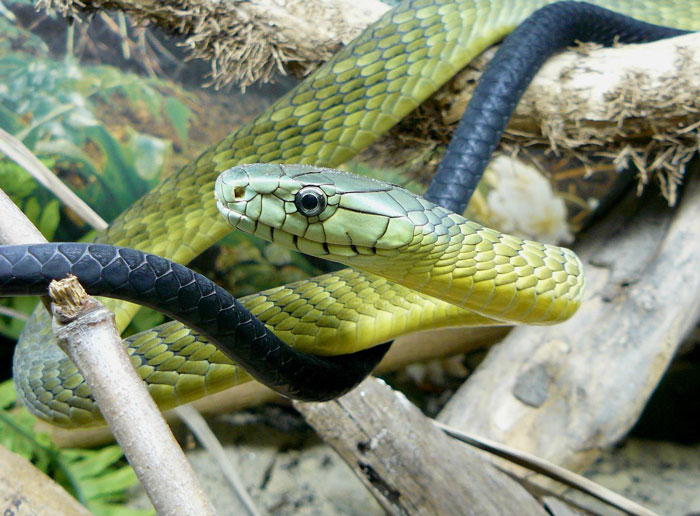 Green snake coiled on branches, illustrating paramedics saving snakebite victim with antidote facing license risk. Green snake coiled on branches, illustrating paramedics saving snakebite victim with antidote facing license risk.
