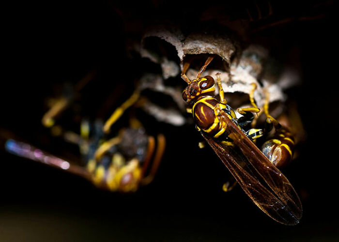 Close-up of wasps building a nest illustrating surprising animal facts that are both creepy and cool in nature.