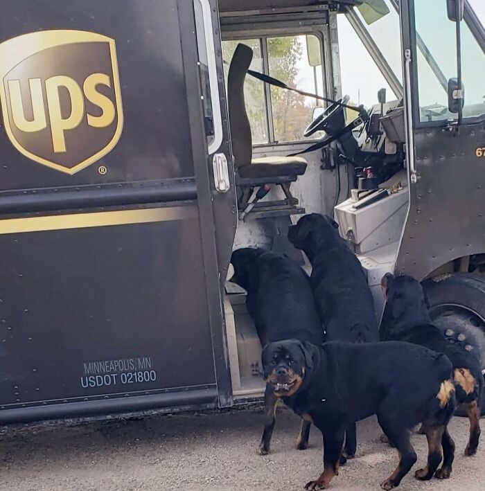 Four Rottweiler dogs gathered near an open UPS truck door, showcasing a meet between UPS drivers and adorable pets.