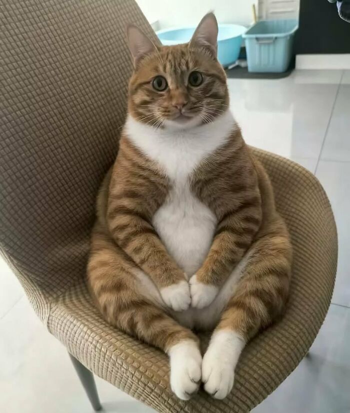 Orange tabby cat with immaculate aura sitting upright on a textured chair in a modern room with pet accessories.