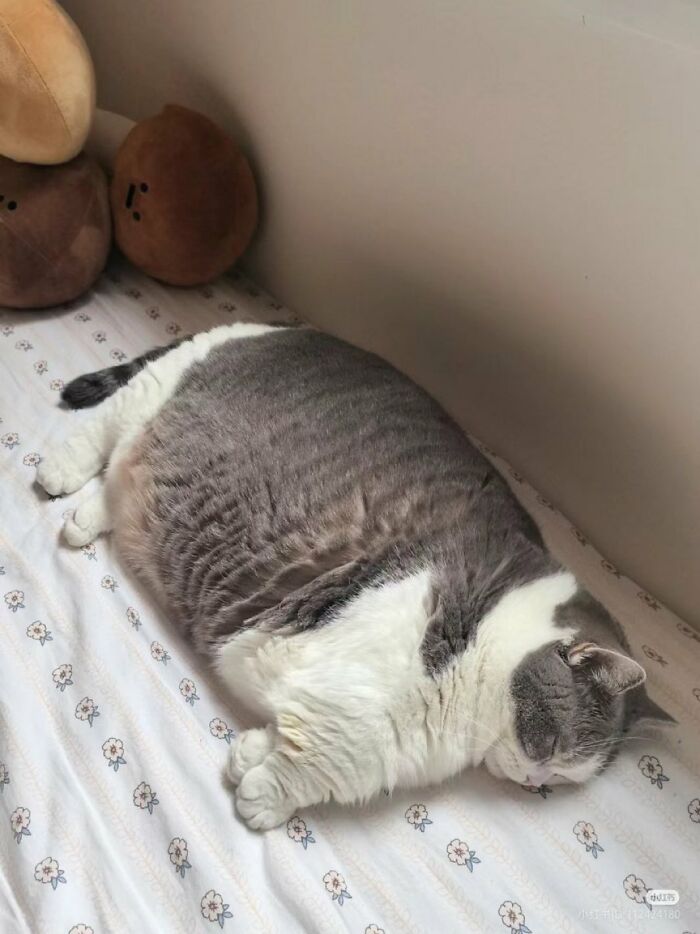 Gray and white cat with immaculate aura sleeping peacefully on a floral patterned bed beside plush toys.