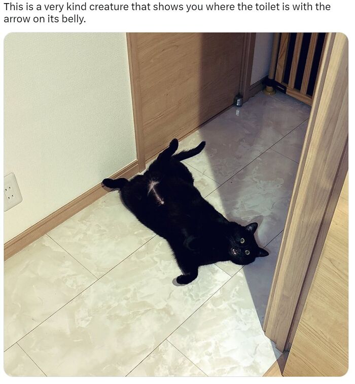 Black cat lying on its back on a tiled floor, showing a playful and adorable pose for top-tier work cats.