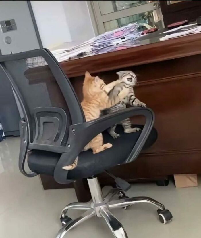Two adorable cats playfully interacting on an office chair near a desk, showcasing cute and charming cat behavior.
