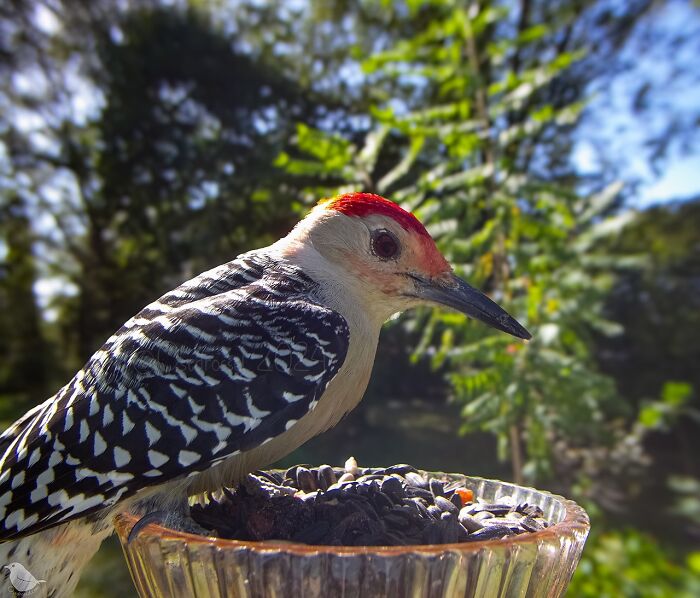 Woodpecker eating sunflower seeds at bird feeder in yard, showcasing wildlife photography from camera set on feeder.