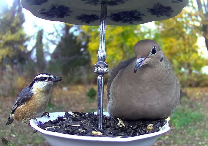 Bird feeder in yard with a small bird and a dove eating seeds captured by woman’s camera.