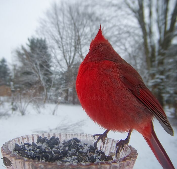 Bright red cardinal bird perched on a bird feeder in a snowy yard, captured by a camera set for bird shots.