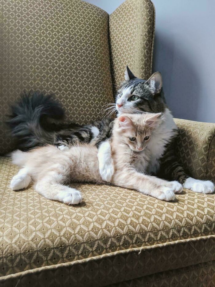 Two cats cuddling on a patterned armchair, resembling a captured scene from a Renaissance masterpiece in natural light.