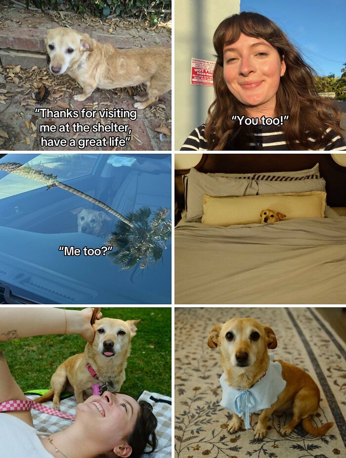 Adopted dog and happy owner sharing sweet moments, highlighting the joy of adoption and new life together.