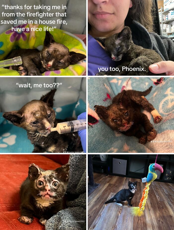 Rescued kitten's journey from injury to recovery in heartwarming adoption pics showing hope and care.
