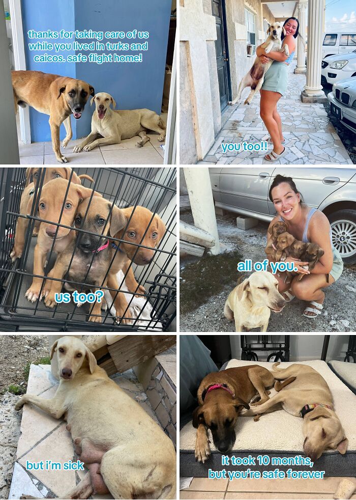 Collage of heartwarming adoption pics showing rescued dogs and happy adopters celebrating new safe homes.