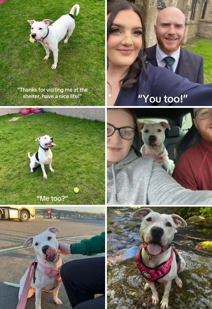 Happy adopted dog playing, resting with new family, and enjoying nature in a series of joyful adoption pictures.