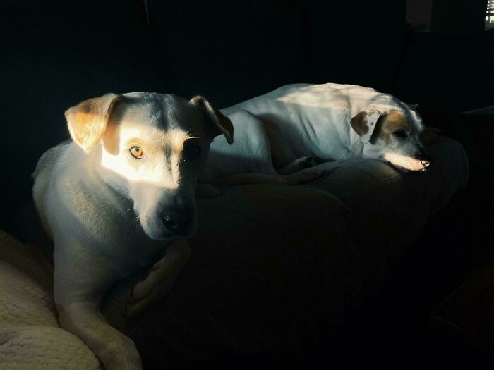 Two dogs lying in dark room with dramatic lighting creating accidental renaissance photo effect