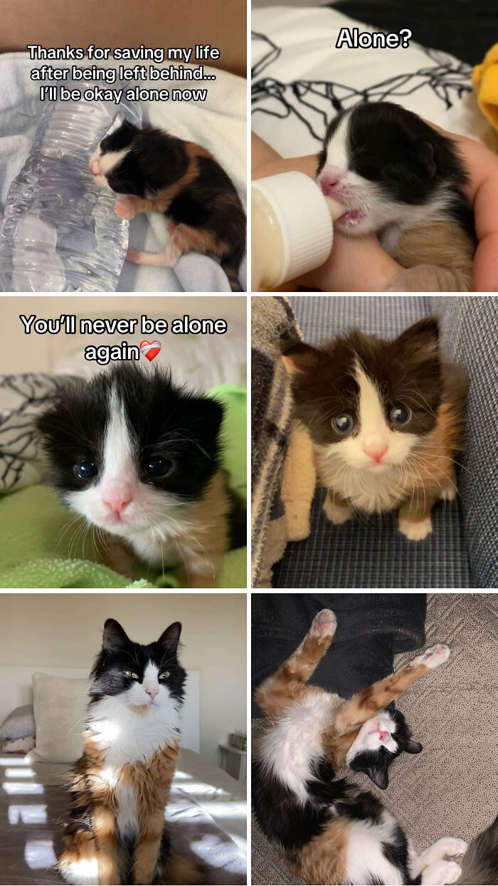 Six adoption pics of a rescued calico cat growing from kitten to adult, showing care and companionship.
