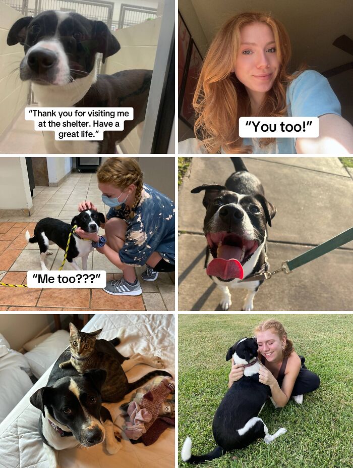 Collage of heartwarming adoption pics showing happy dogs and their new owners bonding and enjoying life together.
