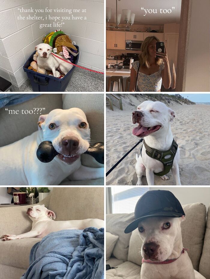 Adopted white dog showing joy and comfort in various happy moments after adoption from the shelter